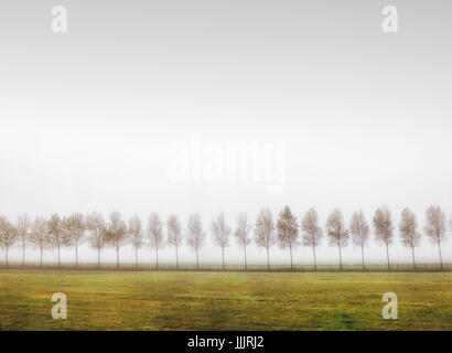 Scena sereno, linea di alberi, verde erba, cielo nebbioso Foto Stock