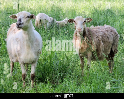 Pecore e agnelli a molla sulla piccola fattoria, campo erboso, azienda di famiglia Foto Stock