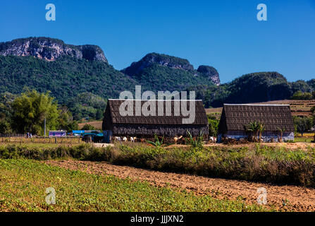 Una fattoria di tabacco con asciuga granai in ricchi terreni agricoli nei pressi di Vinales National Park - VINALES, CUBA Foto Stock