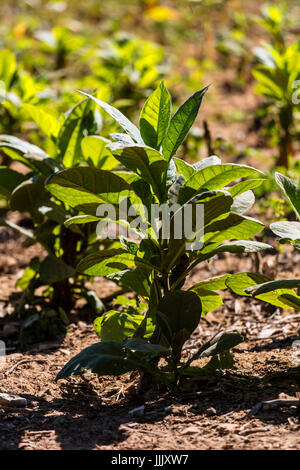 Le piante di tabacco utilizzato per fare i sigari di crescere nel ricco terreno agricolo di Vinales Valley - VINALES, CUBA Foto Stock