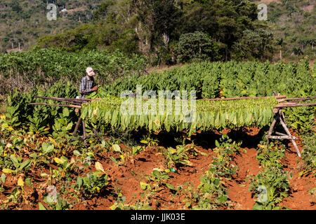 Il tabacco utilizza nella produzione di sigari viene essiccato su scaffalature in Vinales Valley - VINALES, PINAR DEL RIO, CUBA Foto Stock