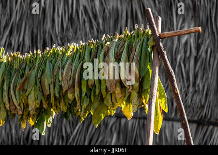 Il tabacco utilizza nella produzione di sigari viene essiccato su scaffalature nel ricco agricultual terra nei dintorni di VINALES - PINAR DEL RIO, CUBA Foto Stock