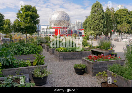 Comunità collaborativa giardino presso il Villaggio su False Creek e TELUS mondo della scienza cupola, Vancouver, British Columbia, Canada Foto Stock