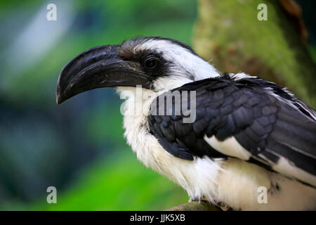 Von der Decken's Hornbill, (Tockus deckeni), Adulto, femmina, ritratto, Africa orientale, Africa Foto Stock