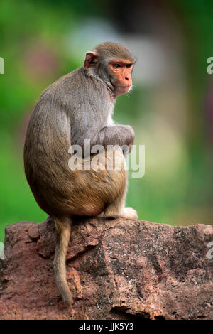 Scimmia Rhesus (macaca mulatta), Adulto, seduti su una roccia, verificarsi Asia Foto Stock