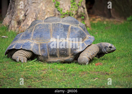 Tartaruga gigante di Aldabra (Aldabrachelys gigantea), Adulto, spostamento, Seicelle Foto Stock