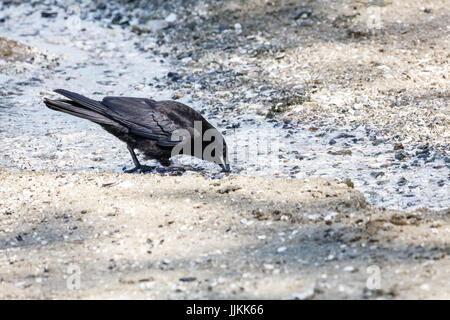 Nero Northwestern crow Bird acqua potabile a Vancouver BC Canada Foto Stock