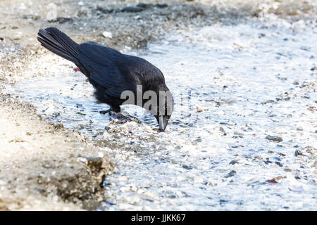 Nero Northwestern crow Bird acqua potabile a Vancouver BC Canada Foto Stock