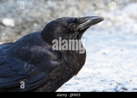 Nero Northwestern crow Bird a Vancouver BC Canada Foto Stock