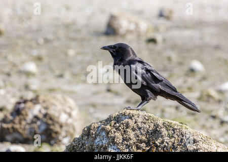 Nero Northwestern crow Bird a Vancouver BC Canada Foto Stock