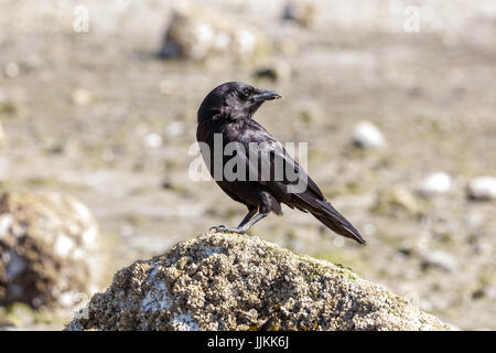 Nero Northwestern crow Bird a Vancouver BC Canada Foto Stock