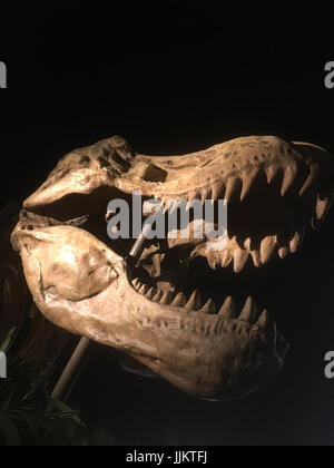 Cranio di un tirannosauro rex su sfondo nero. Cranio T-rex isolato su nero. Grande cranio di dinosauro. Guardando il dinosauro tirannosauro rex. Foto Stock