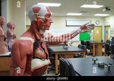 I modelli di anatomia nella scienza medica in aula della scuola Foto Stock