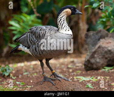 Nene - oca hawaiana (Branta sandvicensis) Foto Stock