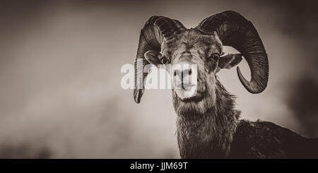 Big Horn Sheep in Jasper Canada (Ovis canadensis) Foto Stock