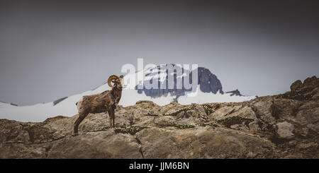 Big Horn Sheep in jasper canada (ovis canadensis) Foto Stock