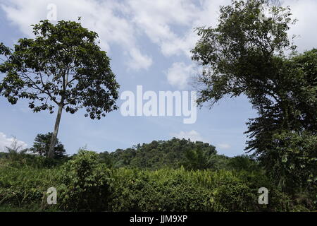 Tropical uno scenario paesaggistico in Malesia Foto Stock