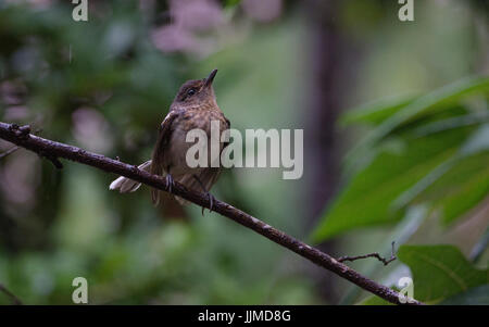 Oriental Magpie Robin - femmina adulta Foto Stock