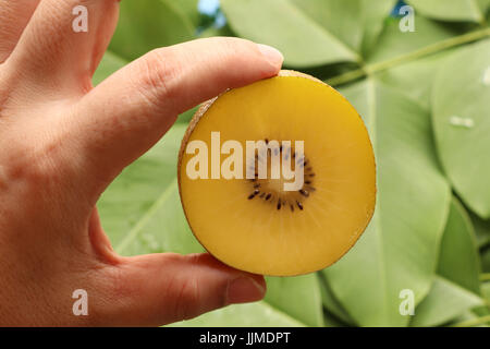 Fette di kiwi su sfondo verde,focus al pezzo di fettine di kiwi ,può essere chiamato "uva spina cinese',jumbo dimensioni gold kiwi transpare Foto Stock