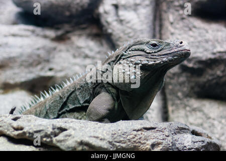 Iguana giacente su roccia cercando Foto Stock