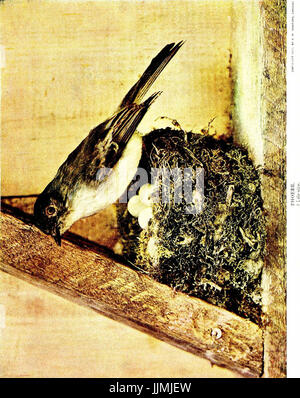 "Bird Studies per la casa e la scuola; sessanta comune uccelli, le loro abitudini e tormenta" (1911) Foto Stock