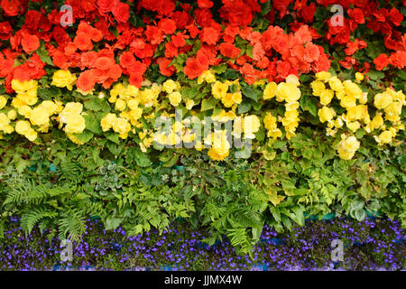 Bandiera arcobaleno realizzato da fiori. Begonia, Lobelia, felci e ageratum Foto Stock