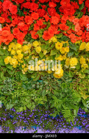 Bandiera arcobaleno realizzato da fiori. Begonia, Lobelia, felci e ageratum Foto Stock