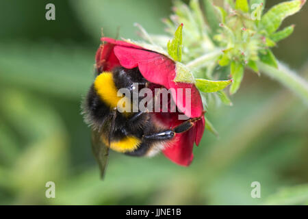 Bumblebee, Bombus terrestris, alimentazione da un rosso fiore giardino in estate, Berkshire, Luglio Foto Stock