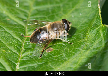 Drone fly, Eristalis tenax, un hoverfly appoggiata su una foglia al sole, Berkshire, Luglio Foto Stock