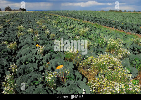 Campo con verze e cavolo bianco, Renania settentrionale-Vestfalia / (Brassica oleracea var. sabauda), (Brassica oleracea convar. capitata f. alba) Foto Stock