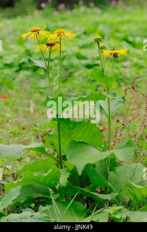 Enula, Germania / (Inula helenium) | Echter su Alant, Deutschland / (Inula helenium / Helenenkraut Foto Stock