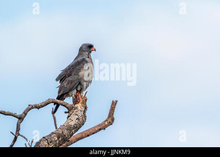 Dark canto-astore nel parco nazionale di Kruger, Sud Africa ; Specie Melierax metabates famiglia di Accipitridae Foto Stock