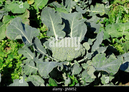 Broccoli / (Brassica oleracea var. italica) | Brokkoli / (Brassica oleracea var. italica) Foto Stock