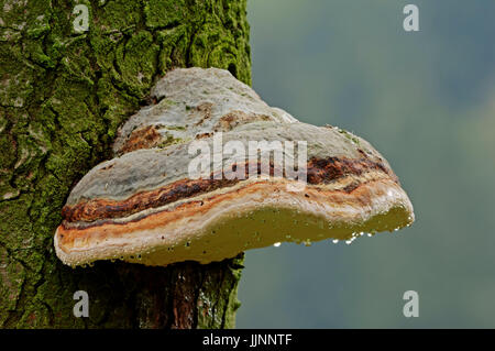 Rosso Polypore nastrati, Renania settentrionale-Vestfalia, Germania / (Fomitopsis pinicola) / Marrone friabile Rot, Nastro Rosso fungo rosso-belted fungo Foto Stock