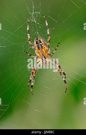 Croce spider web, Renania settentrionale-Vestfalia, Germania / (Araneus diadematus) / Cross Orbweaver, giardino europeo Spider | Gartenkreuzspinne im Netz Foto Stock