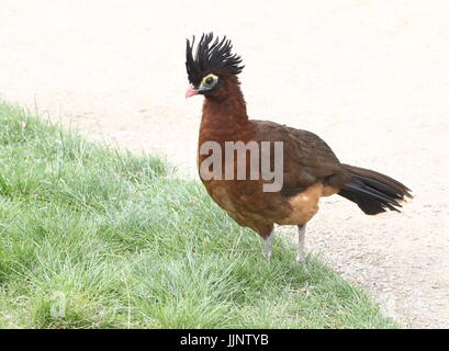 Sud America curassow notturno (Nothocrax urumutum). Foto Stock