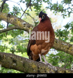 Sud America curassow notturno (Nothocrax urumutum). Foto Stock