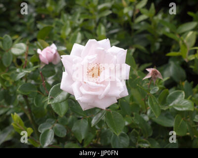 Unico perfetto white rose petali di fiori su un arbusto; Essex, Regno Unito Foto Stock