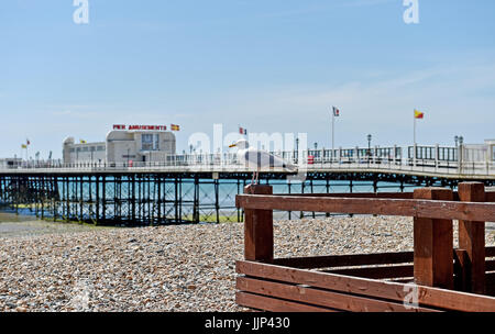 Worthing West Sussex Regno Unito - Worthing Pier con aringa Gabbiano seagull in primo piano fotografia scattata da Simon Dack Foto Stock