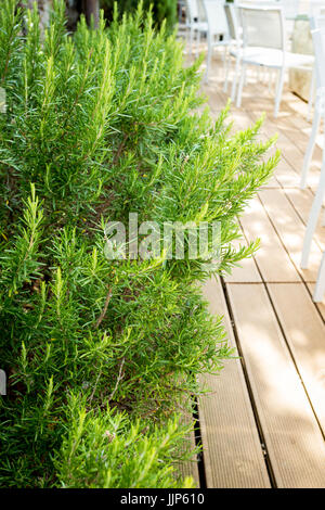 Rosmarino - erbe aromatiche caratteristico per la cucina mediterranea Foto Stock