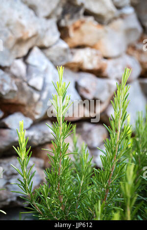 Rosmarino - erbe aromatiche caratteristico per la cucina mediterranea Foto Stock