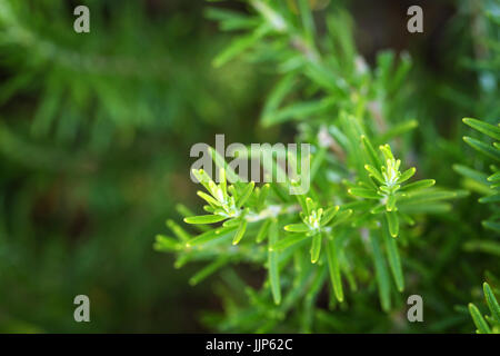 Rosmarino - erbe aromatiche caratteristico per la cucina mediterranea Foto Stock