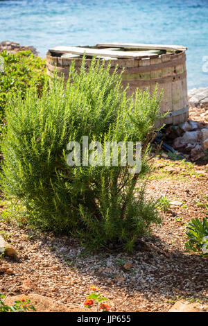 Rosmarino - erbe aromatiche caratteristico per la cucina mediterranea Foto Stock