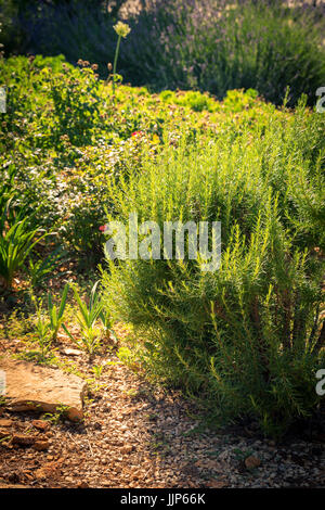 Rosmarino - erbe aromatiche caratteristico per la cucina mediterranea Foto Stock