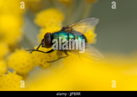 Verde bottiglia volare, Lucilia sp., alimentazione dal giallo dei fiori di una pianta di curry, Helichrysum italicum, Berkshire, Luglio Foto Stock