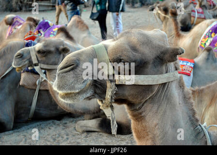 Bactrian camel, Ladakh, Jammu e Kashmir India Foto Stock