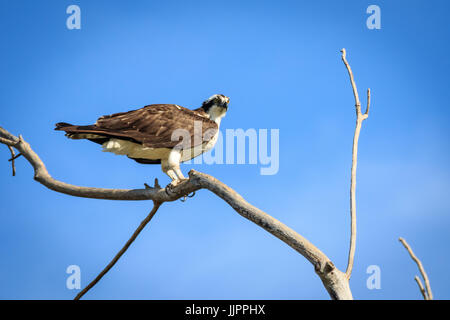 Un Osprey si siede in cima a un albero morto in un lago locale. Foto Stock