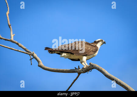 Un Osprey si siede in cima a un albero morto in un lago locale. Foto Stock