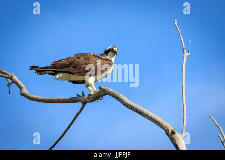 Un Osprey si siede in cima a un albero morto in un lago locale. Foto Stock