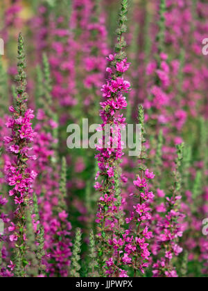 Lythrum virgatum 'Dropmore viola' nel bordo del giardino Foto Stock